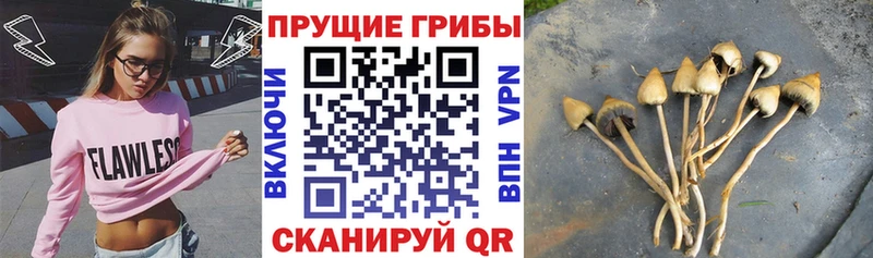 Галлюциногенные грибы GOLDEN TEACHER  блэк спрут ссылка  Петушки  купить наркотик 